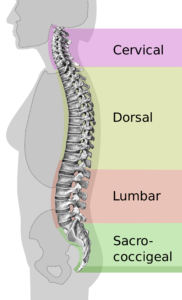 zonas de la espalda